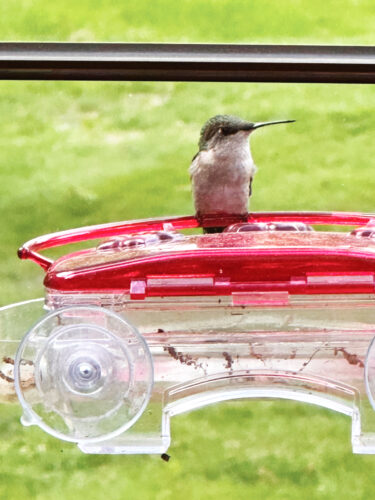Hummingbird secrets